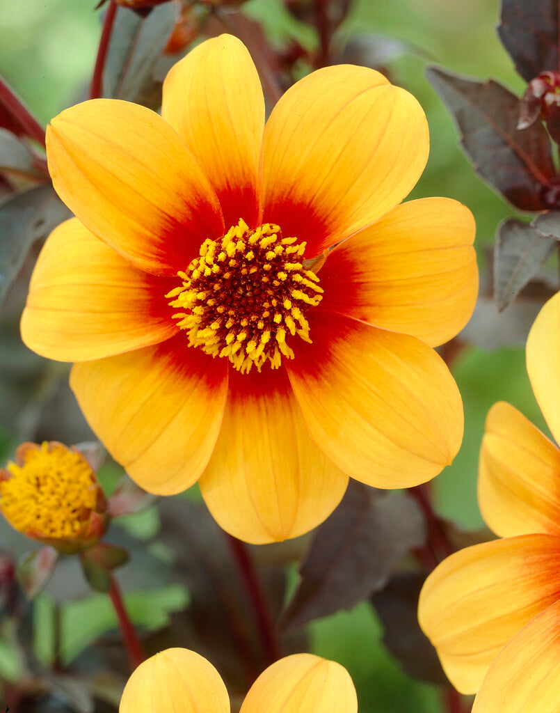 Dahlia Special Mignon Sunshine 1-pakning